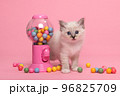 Cute holy burmese kitten standing between colorful chewing gum balls 96825709