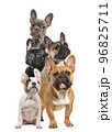 Composition with differt  french bulldogs, full length and portraits on a white background 96825711