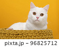 White cat lying in a yellow basket mathing the color of his eyes on a yellow background 96825712