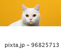 White cat looking over a white border on a yellow background with space for copy 96825713