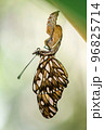 Passion butterfly hatching out  from its cocoon or pupa 96825714