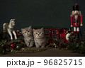 Two cute british shorthaired kittens between old toys and christmas ornaments 96825715