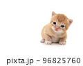 Adorable three weeks old ginger kitten looking at the camera isolated on a white background 96825760