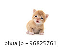 Adorable three weeks old ginger kitten looking at the camera with its mouth open, speaking isolated on a white background 96825761