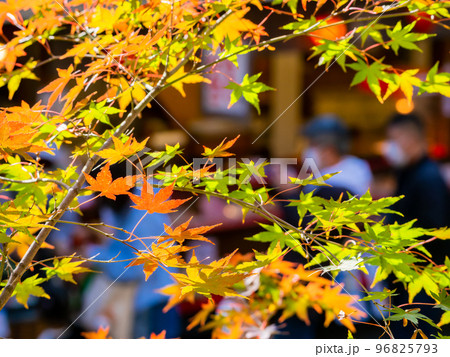 秋の景色 色とりどりの美しい紅葉の写真素材 [96825793] - PIXTA