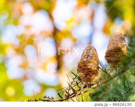 秋の景色　ヒマラヤスギの笠が開いた大きな松ぼっくり 96826130