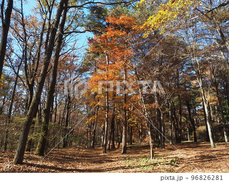 赤城自然園　紅葉 96826281