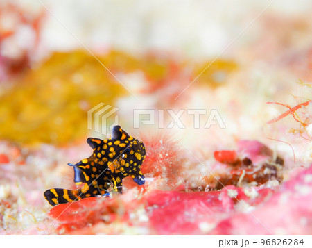 クマドリカエルアンコウの幼魚　黒 96826284