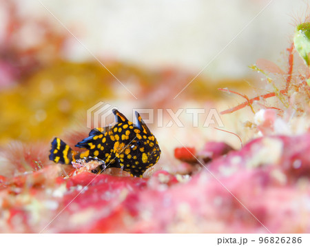 クマドリカエルアンコウの幼魚　黒 96826286