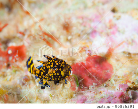 クマドリカエルアンコウの幼魚 黒 クマドリカエルアンコウの幼魚 黒 96826291