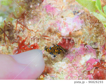 クマドリカエルアンコウの幼魚 黒 クマドリカエルアンコウの幼魚 黒 96826293