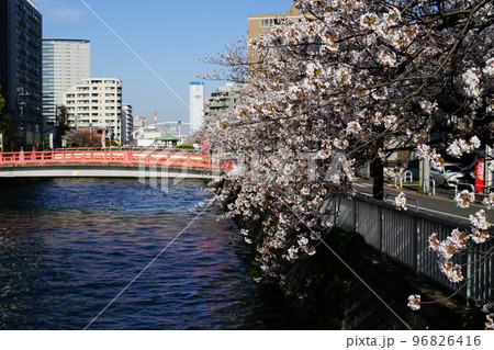 都内の高層ビルと桜 96826416