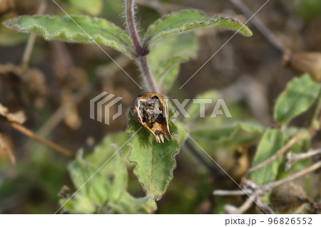 Campion Campion 96826552