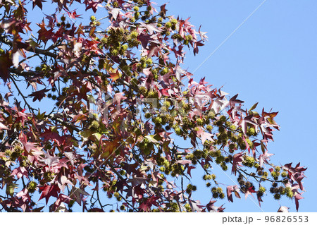 American sweetgum American sweetgum 96826553