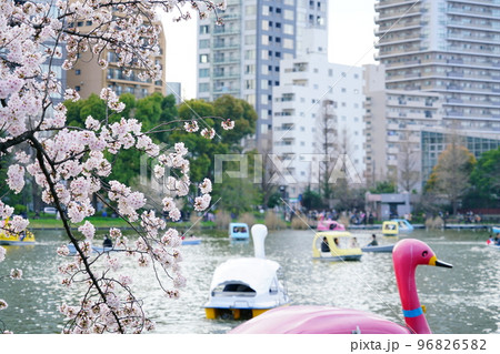 桜咲く上野不忍池 96826582