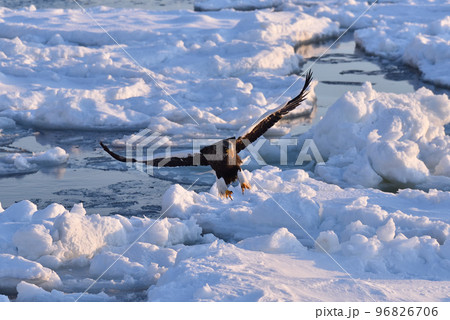 オオワシ、羅臼の流氷、知床半島、北海道 96826706
