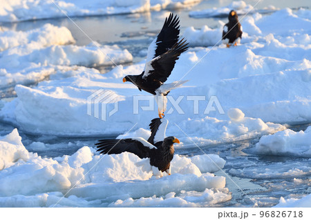 オオワシ、羅臼の流氷、知床半島、北海道 オオワシ、羅臼の流氷、知床半島、北海道 96826718