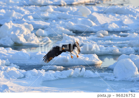 オオワシ、羅臼の流氷、知床半島、北海道 オオワシ、羅臼の流氷、知床半島、北海道 96826752