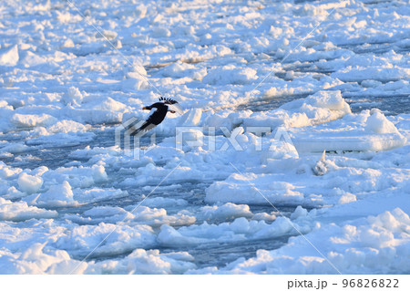 オオワシ、羅臼の流氷、知床半島、北海道 オオワシ、羅臼の流氷、知床半島、北海道 96826822