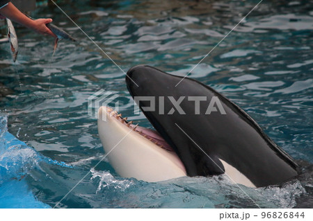 水族館の飼育員から餌をもらうために口を開けるシャチ 96826844
