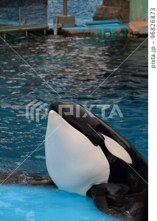 水族館のプールで泳ぐシャチのアップ 96826873