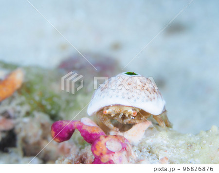 ユキンコボウシガニ 96826876