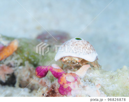 ユキンコボウシガニ 96826878