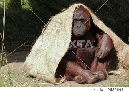 動物園のオランウータン 動物園のオランウータン 96826934