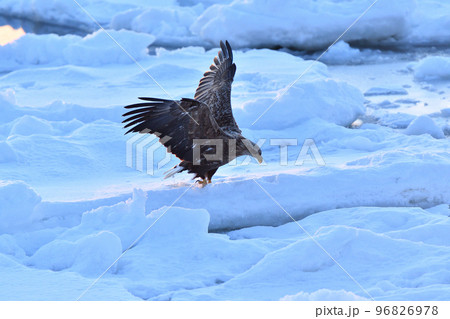 オジロワシ、羅臼の流氷、知床半島、北海道 96826978