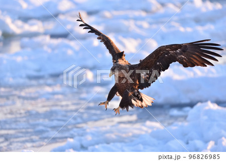 オジロワシ、羅臼の流氷、知床半島、北海道 オジロワシ、羅臼の流氷、知床半島、北海道 96826985
