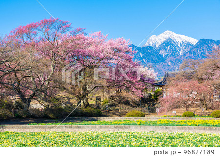 限定版 実相寺の春_桜並木とスイセン花畑と南アルプスの山並み風景 絵画