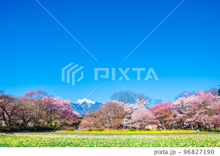 実相寺の春_桜並木とスイセン花畑と青空と南アルプスの山並み風景（山梨県北杜市） 96827190