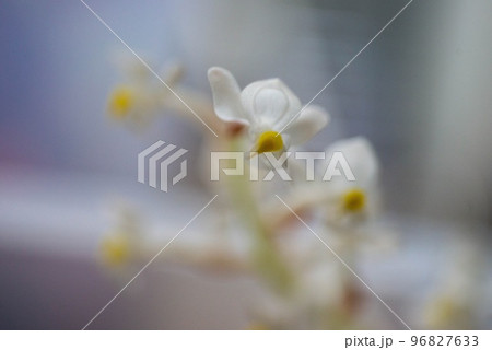 シュスランの花 96827633