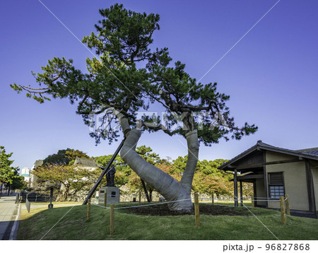 大分 城址公園外苑の松 大分県大分市 大分 城址公園外苑の松 大分県大分市 96827868