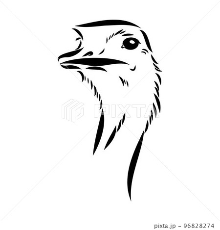 ostrich hand drawn vector animal illustration ostrich vector 96828274