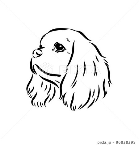 Cavalier King Charles Dog Vector Image Silhouette 96828295