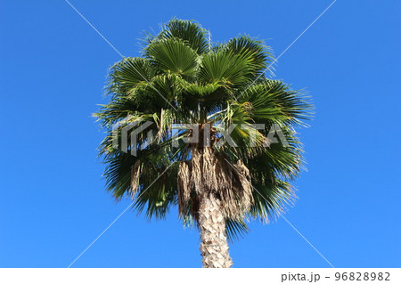 Green branches of a tall palm tree against a blue sky Green branches of a tall palm tree against a blue sky 96828982