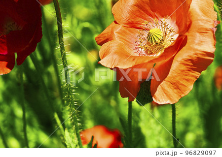 Red scarlet poppies and green grass close-up in sunny day 96829097