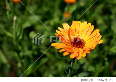 Calendula flower close-up. Medicinal flowers, herbal medicine. With place for text for the banner. 96829171