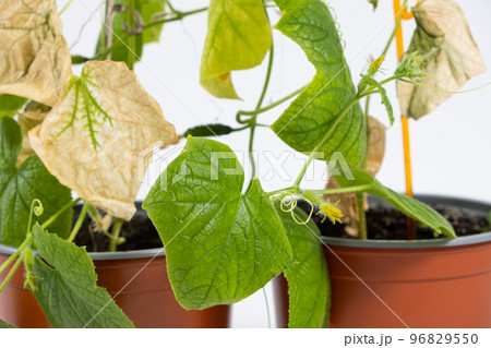 Dried leaves on cucumbers. Improper care of indoor cucumbers when grown at home in pots Dried leaves on cucumbers. Improper care of indoor cucumbers when grown at home in pots 96829550