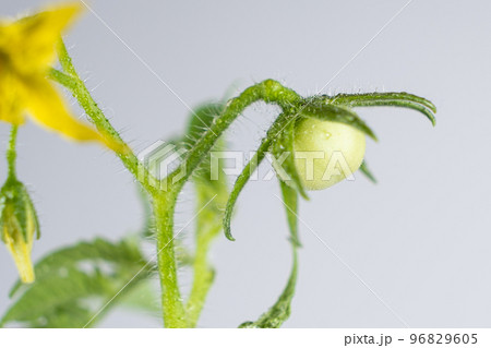 Growing tomatoes from seeds, step by step. Step 11 - First Flowers and First Tomato 96829605