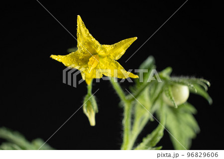 Growing tomatoes from seeds, step by step. Step 11 - First Flowers and First Tomato 96829606