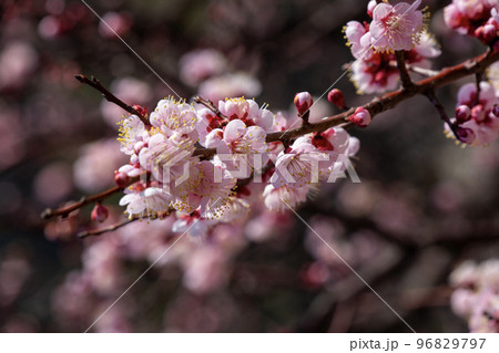 満開の花びら 満開の花びら 96829797