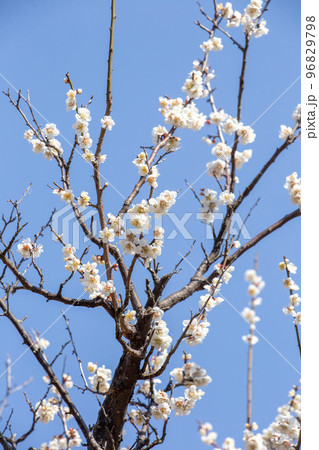 春の青空 96829798