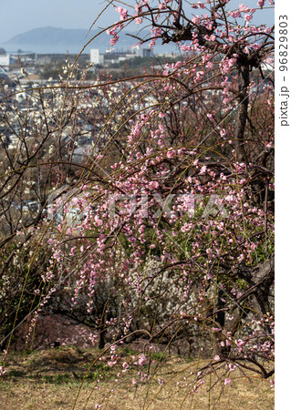 日本の春 96829803