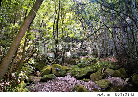 森の小川 森の小川 96830243