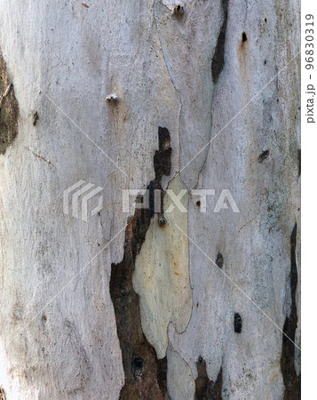 White Tree Bark White Tree Bark 96830319
