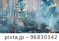 Firefighters are rescuing a wild rabbit in the forest fire zone 96830342