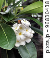 White Flowers Green Leaf 96830438