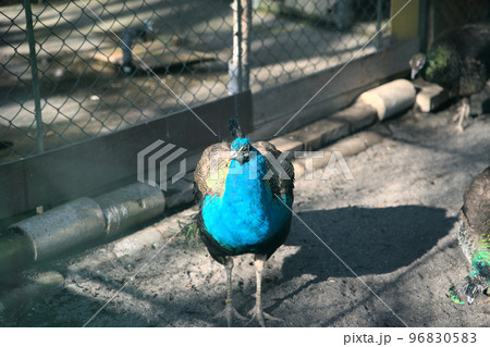 孔雀(懐古園の動物園) 孔雀(懐古園の動物園) 96830583